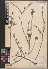 Foto von Salix aurita L.